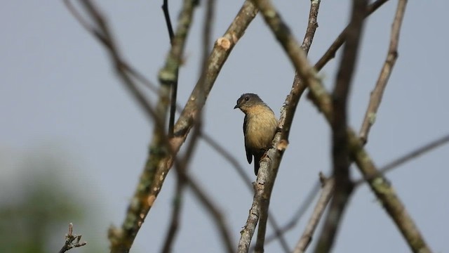 Scarlet-headed Flowerpecker - ML634987757