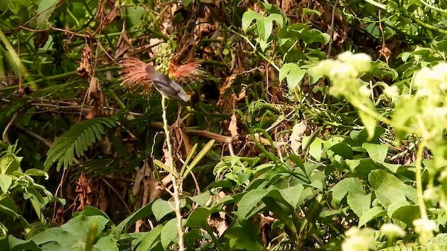 Scarlet-headed Flowerpecker - ML634987765