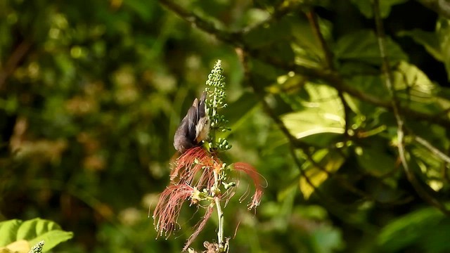 Scarlet-headed Flowerpecker - ML634987770