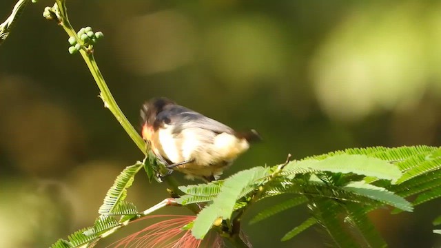 Scarlet-headed Flowerpecker - ML634987782