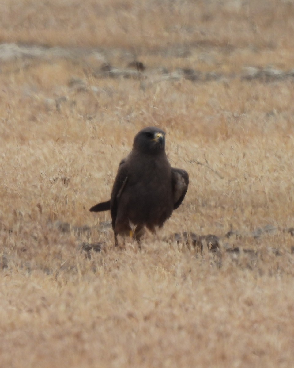 Swainson's Hawk - ML634987892