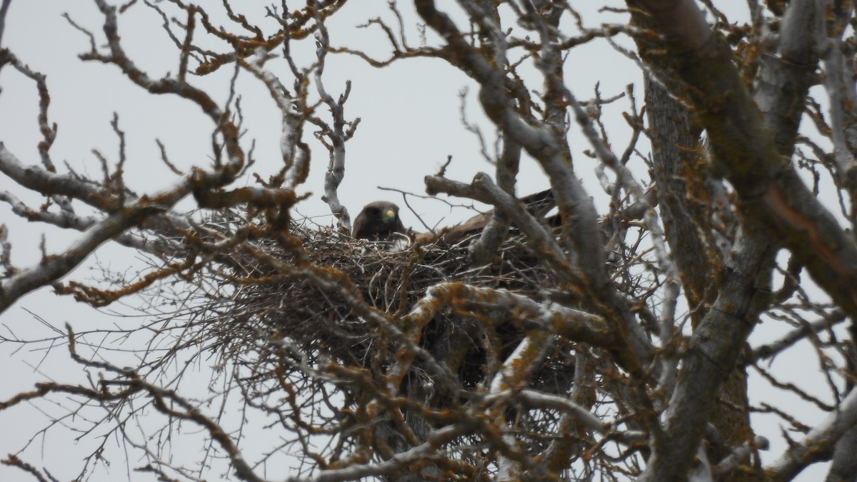Swainson's Hawk - ML634987893