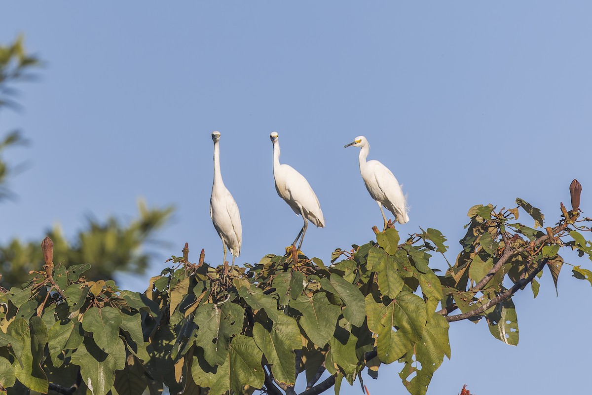 Snowy Egret - ML634988096