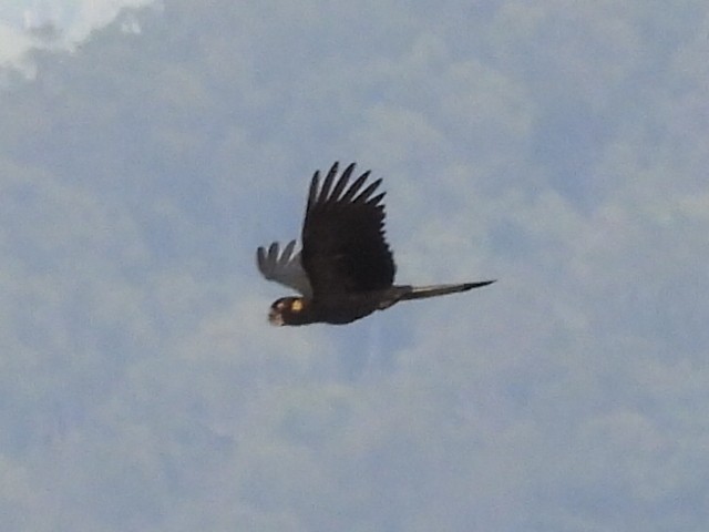Yellow-tailed Black-Cockatoo - ML634988100