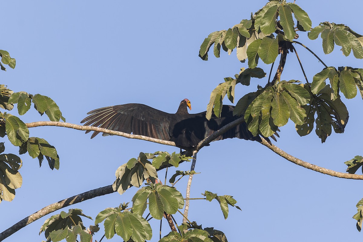Greater Yellow-headed Vulture - ML634988101
