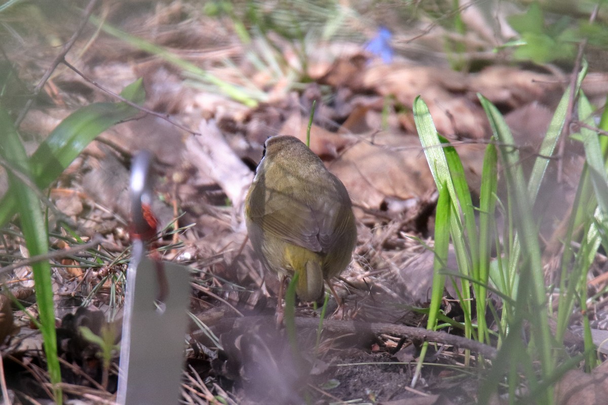 Common Yellowthroat - ML634988102