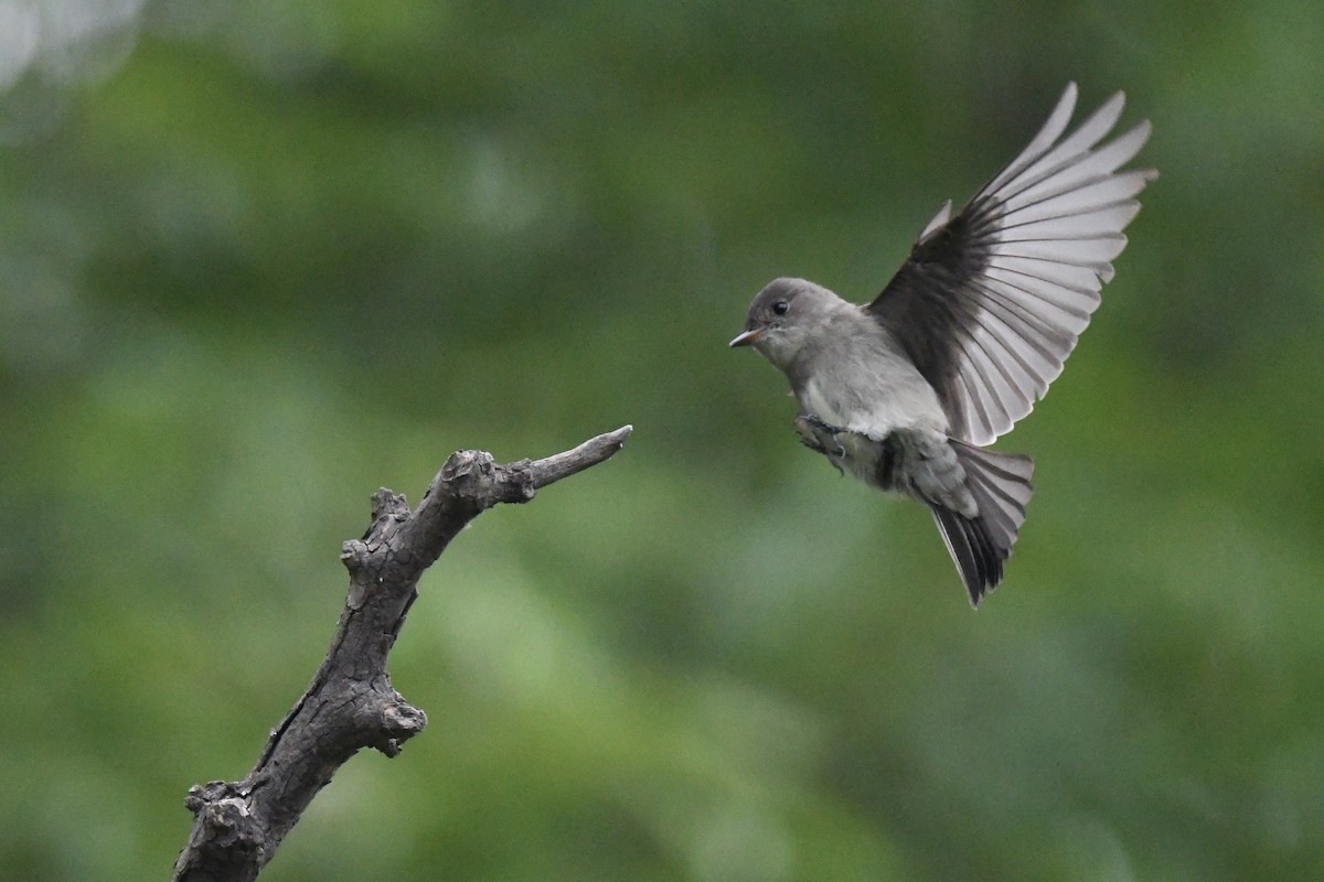 Western Wood-Pewee - ML634988103