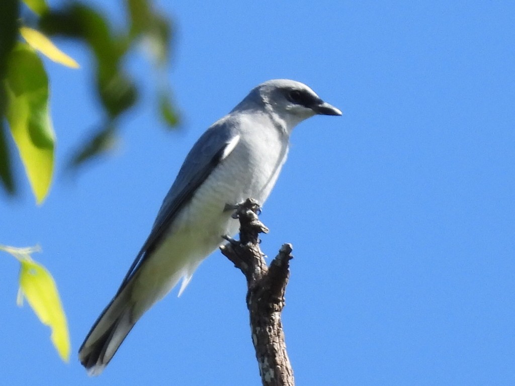 White-bellied Cuckooshrike - ML634988104