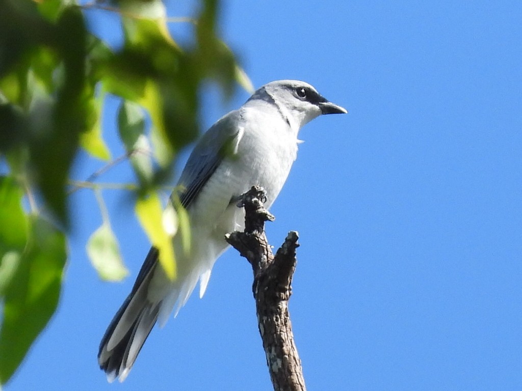 White-bellied Cuckooshrike - ML634988105
