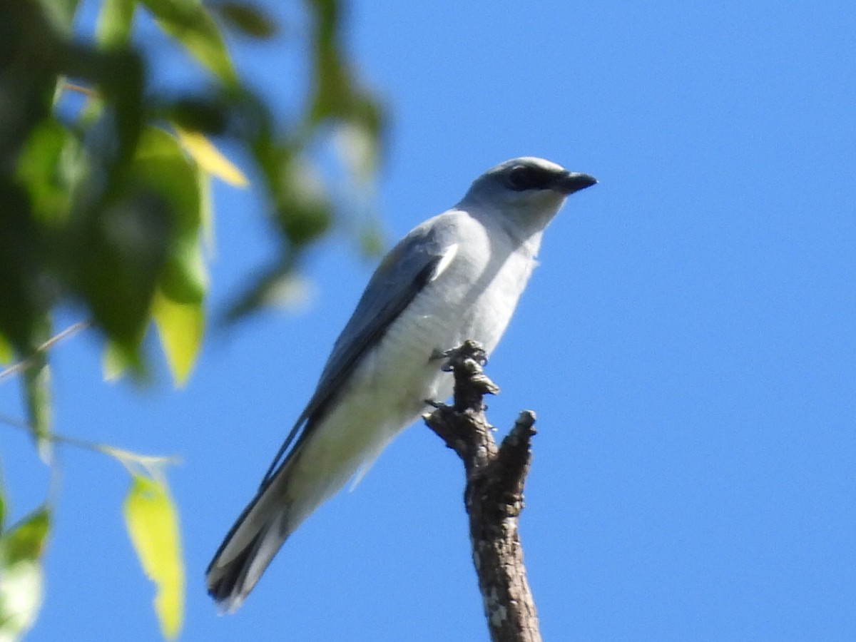 White-bellied Cuckooshrike - ML634988106