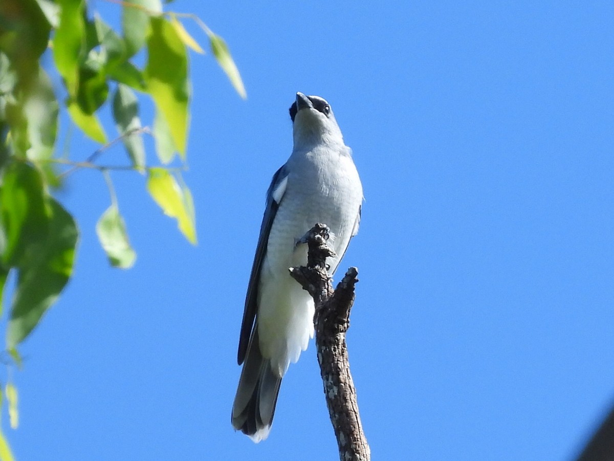 White-bellied Cuckooshrike - ML634988107
