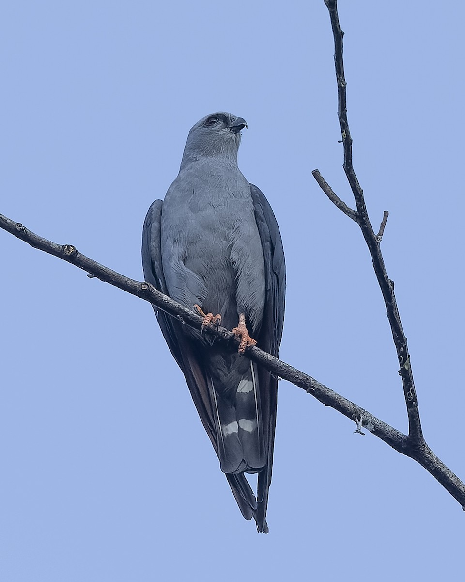 Plumbeous Kite - ML634988108