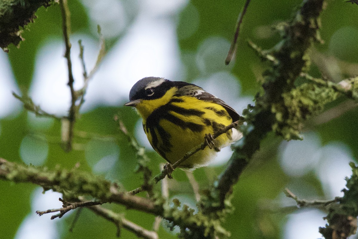 Magnolia Warbler - ML634988109