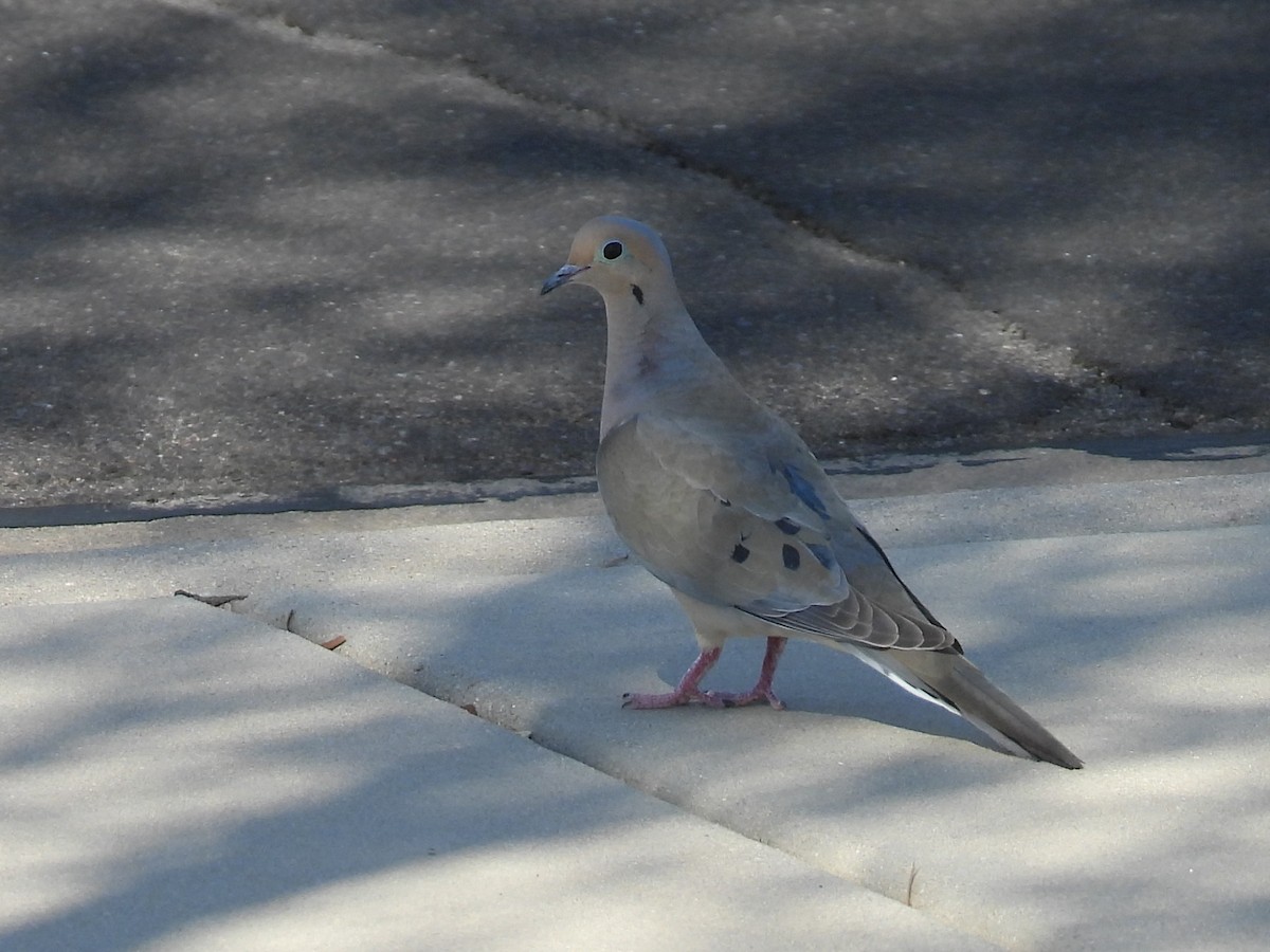 Mourning Dove - ML634988111