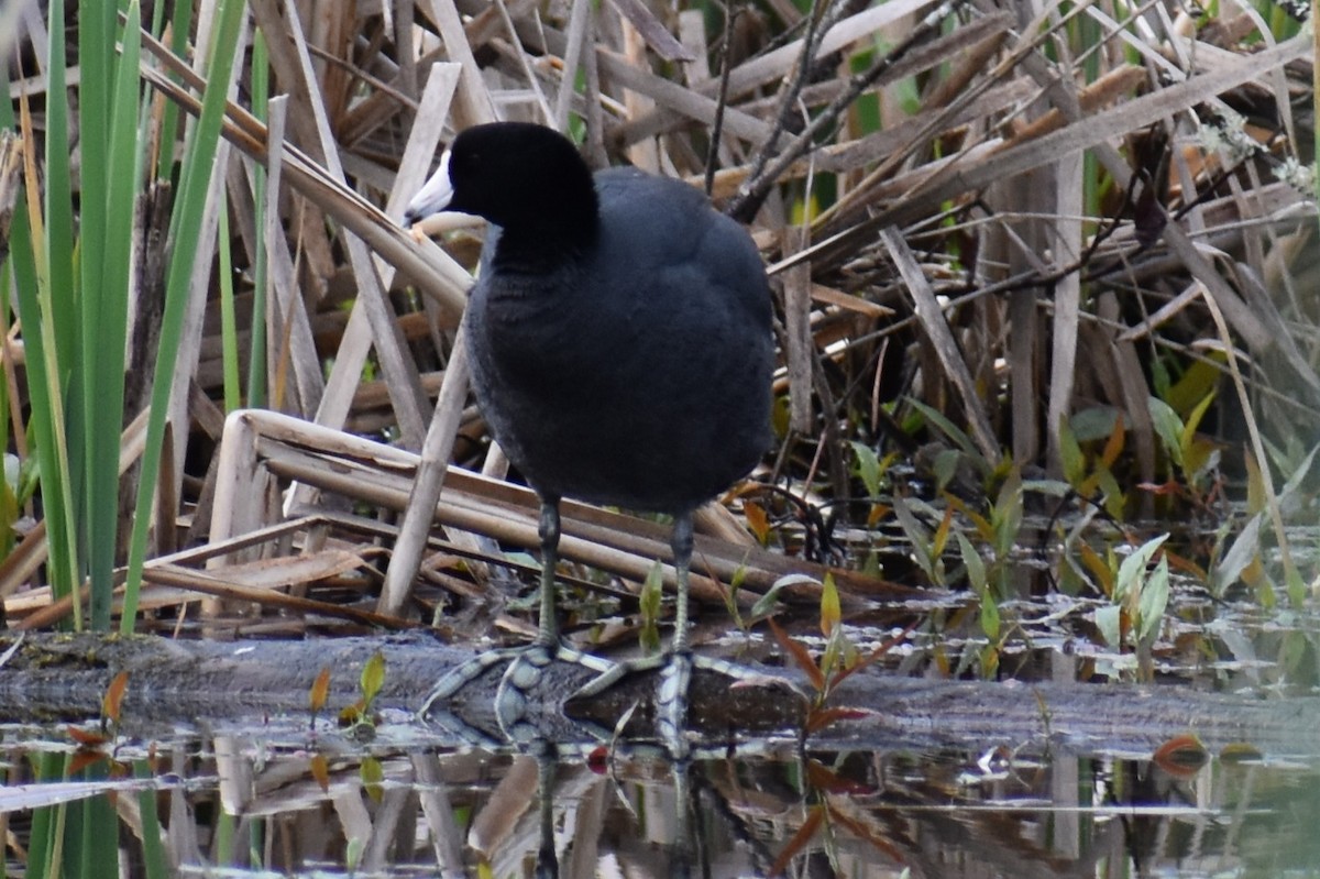 American Coot - ML634988113