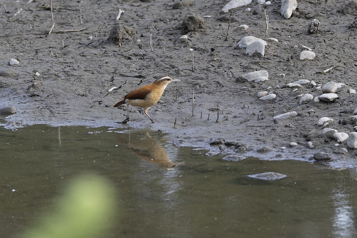 Pale-legged Hornero - ML634988114
