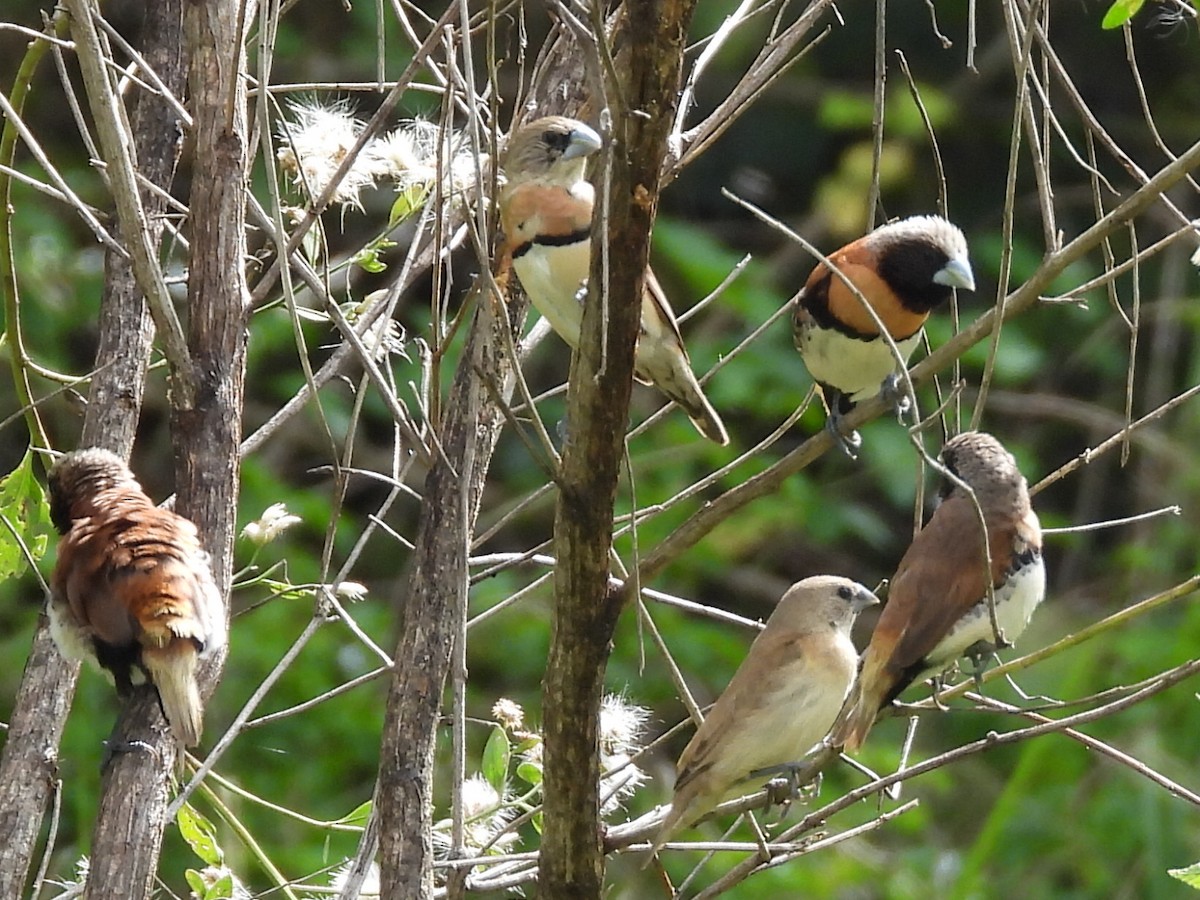 Chestnut-breasted Munia - ML634988115