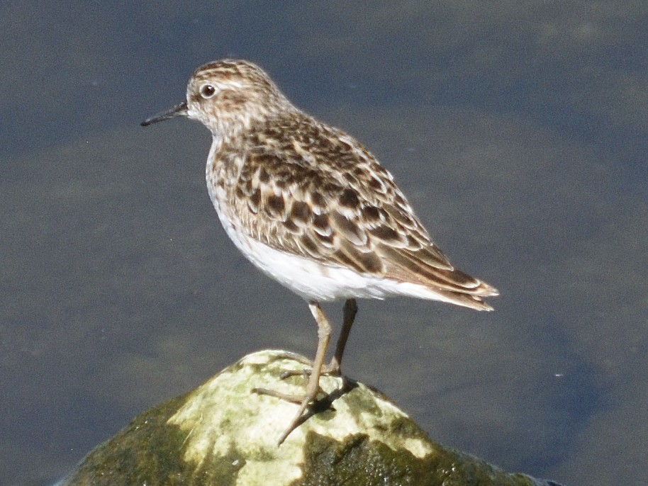 Semipalmated Sandpiper - ML634988118
