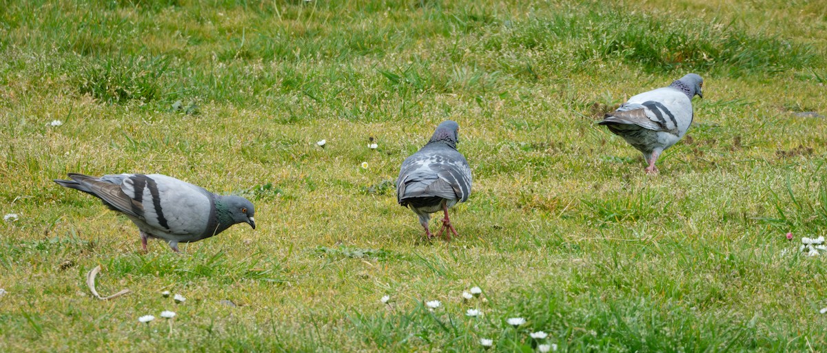 Rock Pigeon (Feral Pigeon) - ML634988119