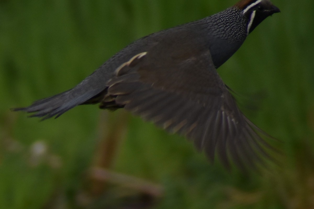 California Quail - ML634988120