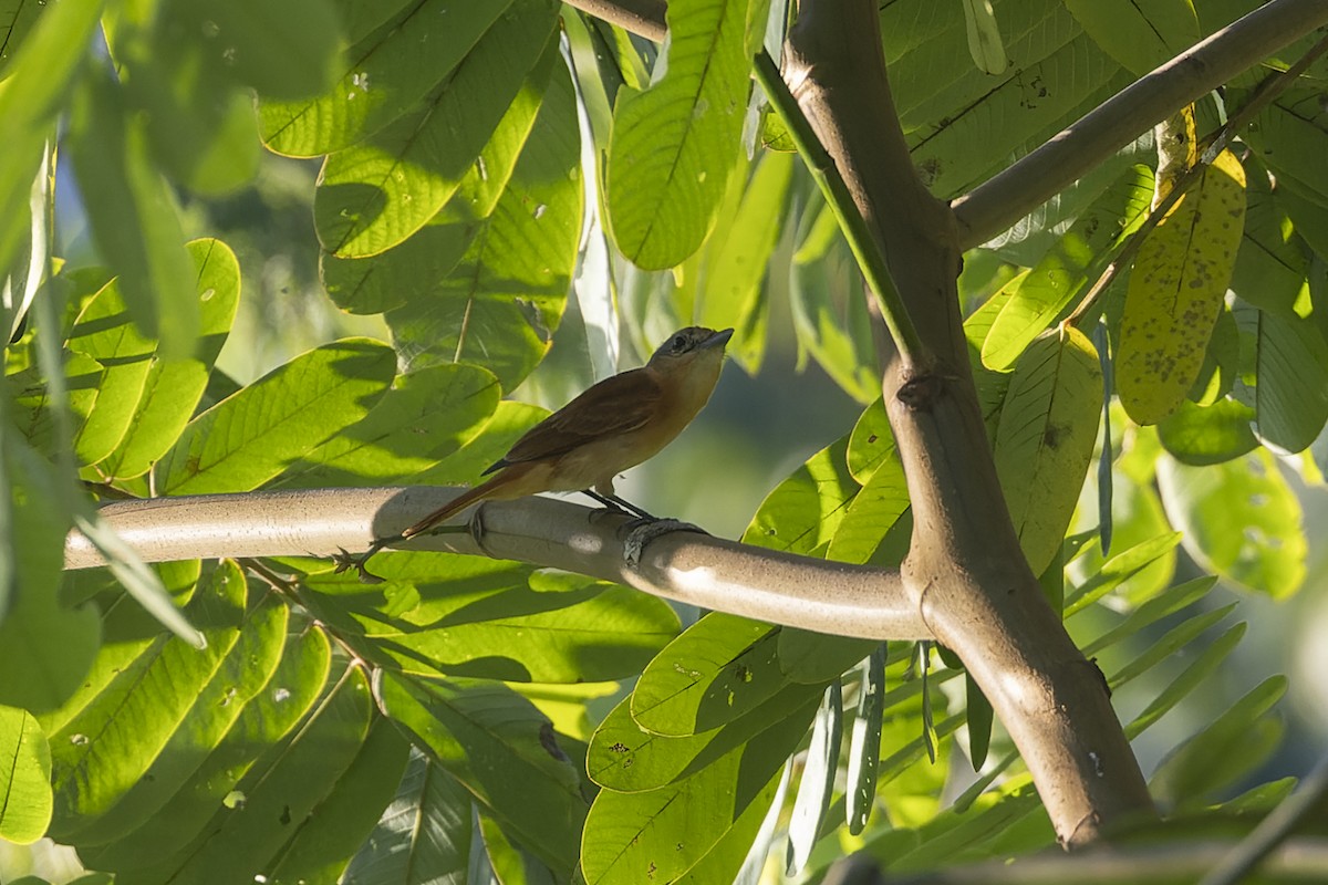 Chestnut-crowned Becard - ML634988123
