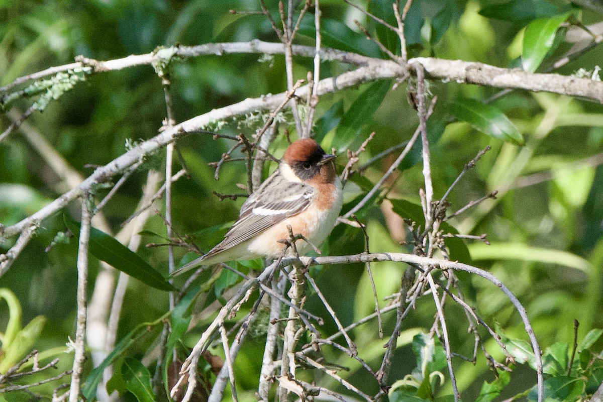 Bay-breasted Warbler - ML634988124