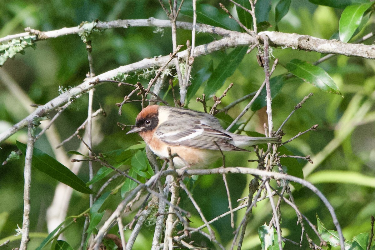 Bay-breasted Warbler - ML634988125