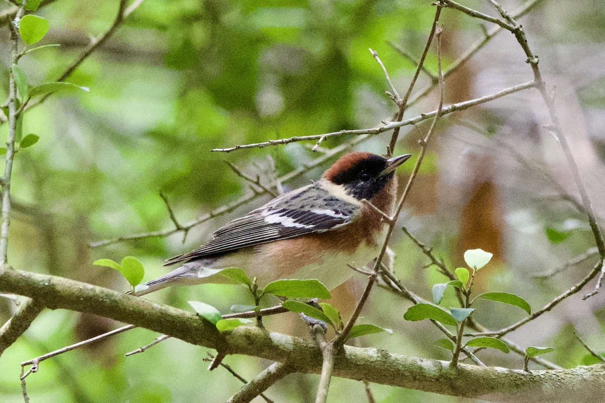 Bay-breasted Warbler - ML634988126