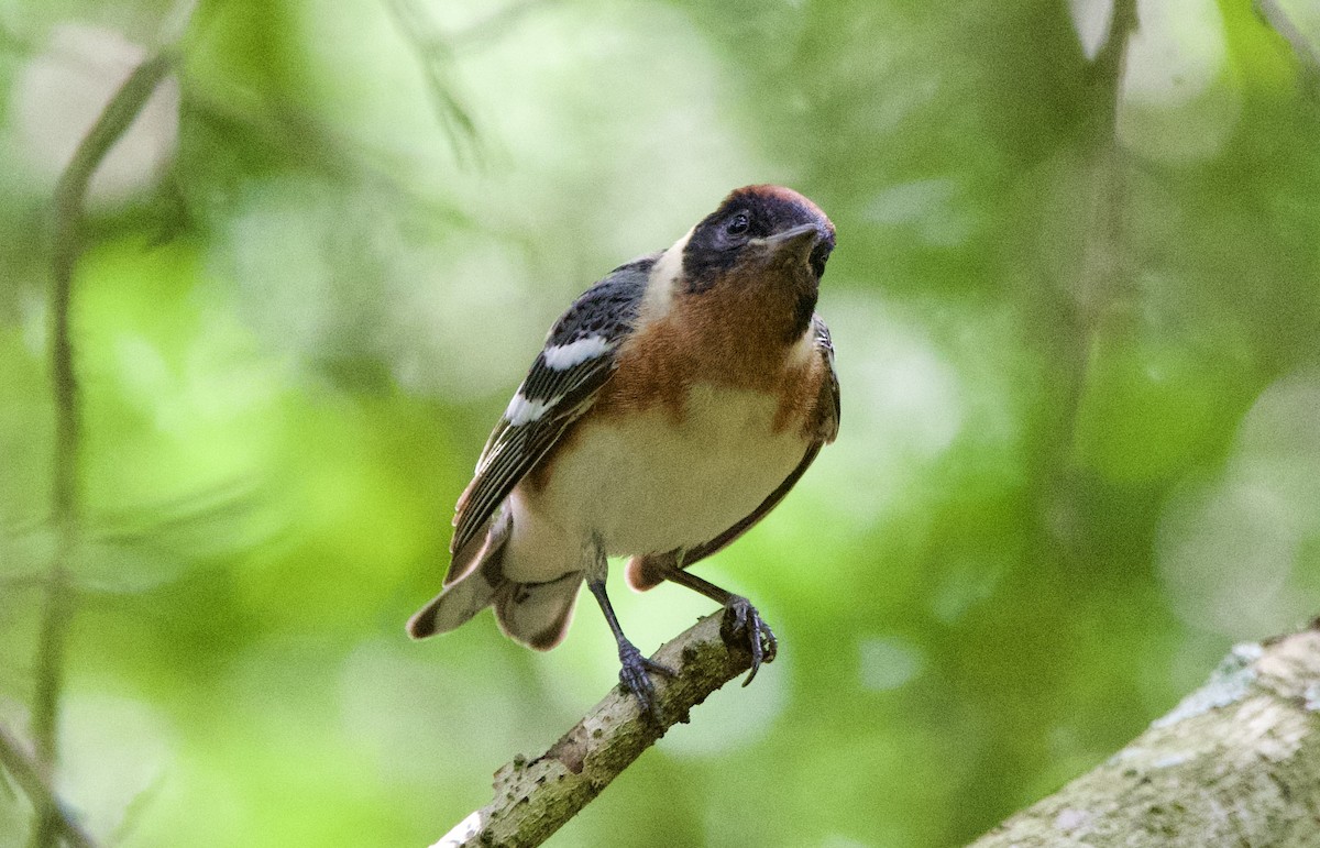 Bay-breasted Warbler - ML634988127