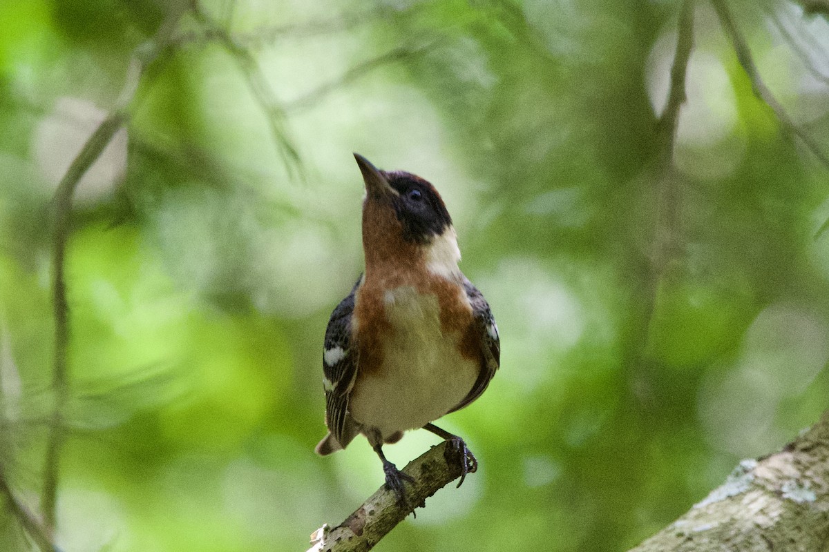 Bay-breasted Warbler - ML634988128