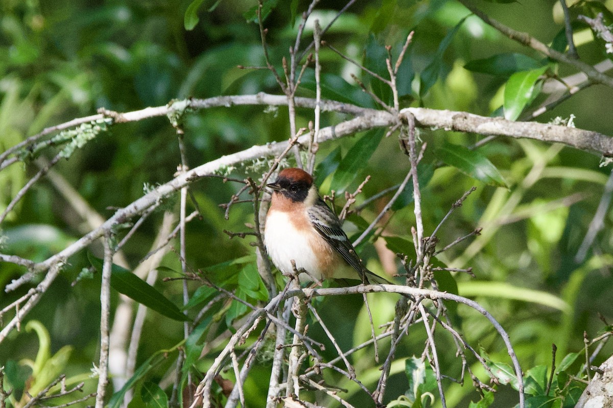 Bay-breasted Warbler - ML634988129