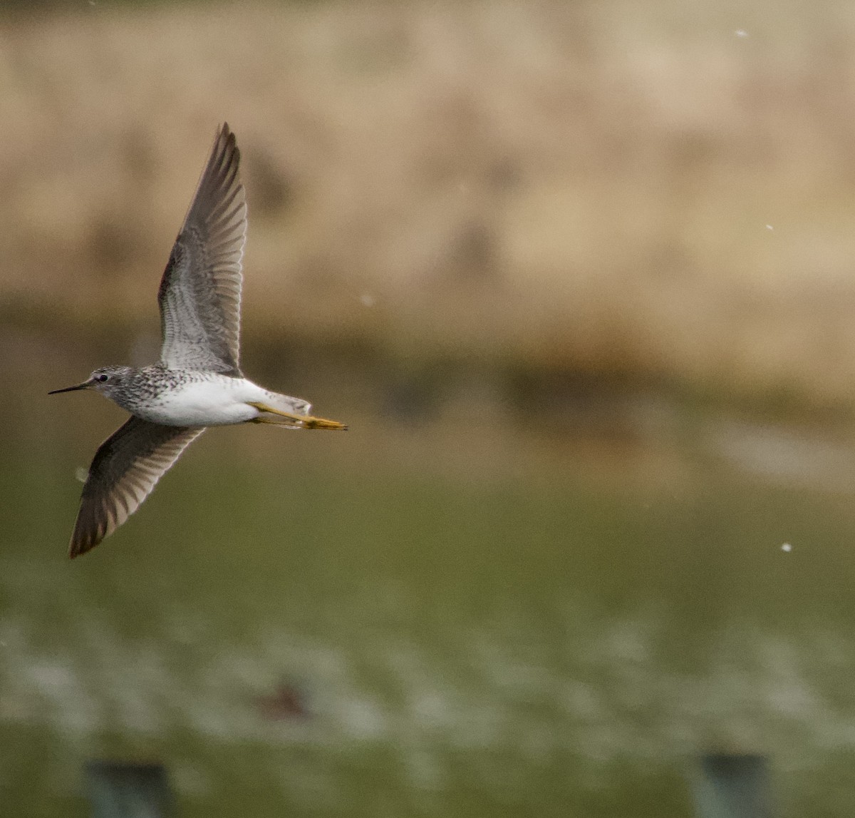 Lesser Yellowlegs - ML634988130