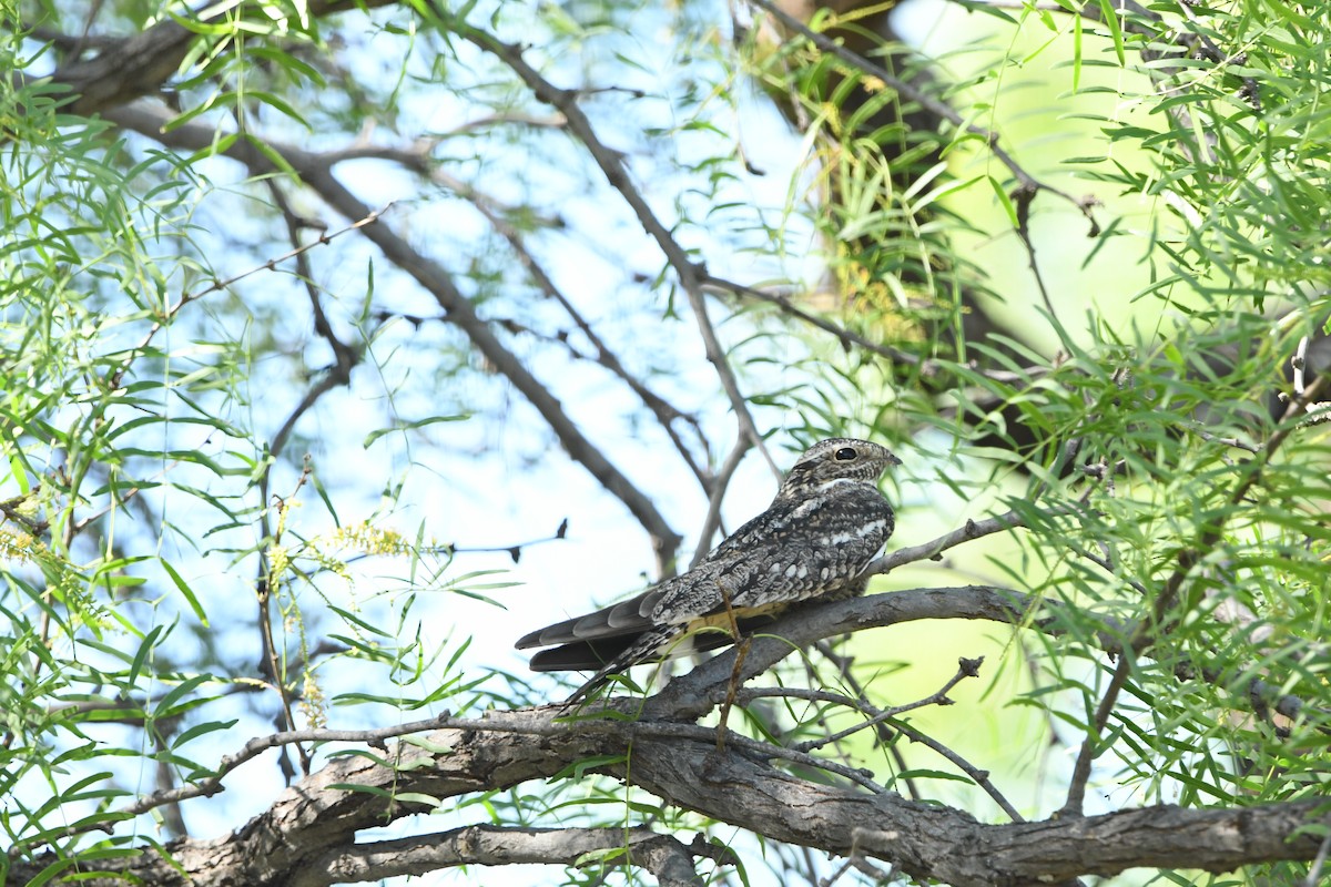 lelek menší - ML634988152