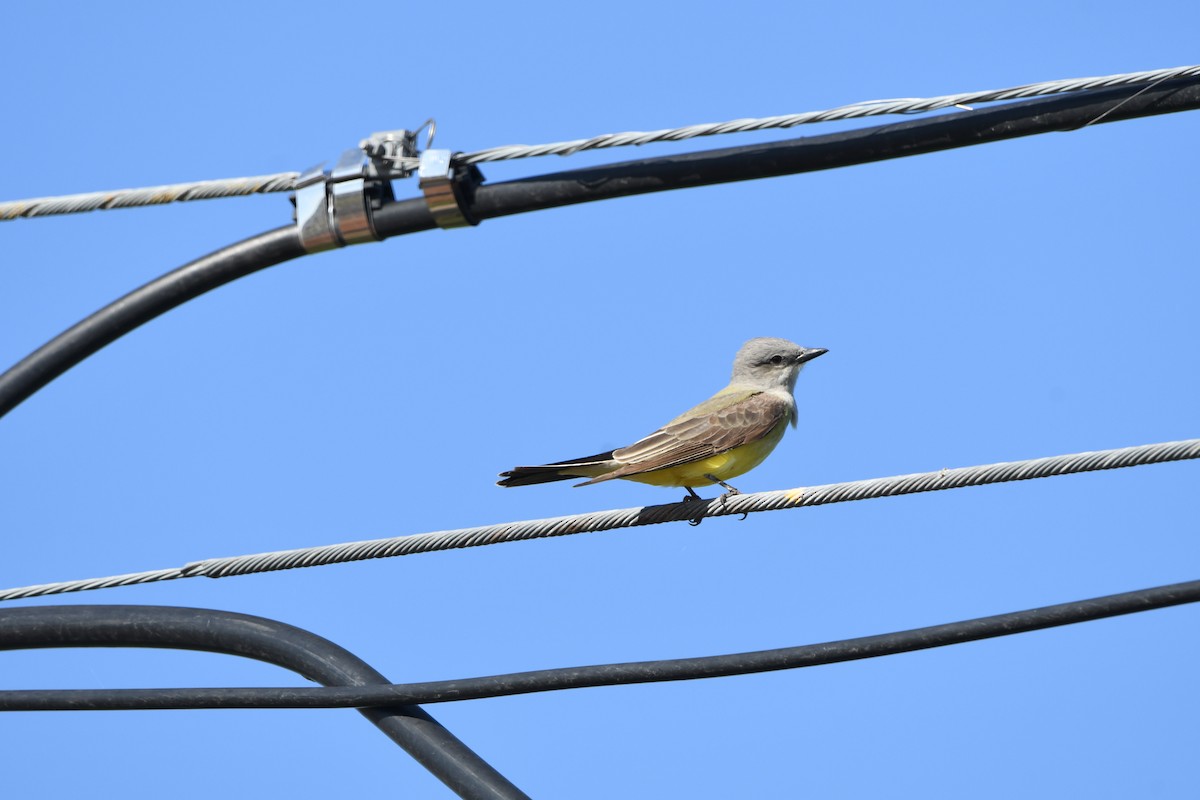 tyran západní - ML634988165