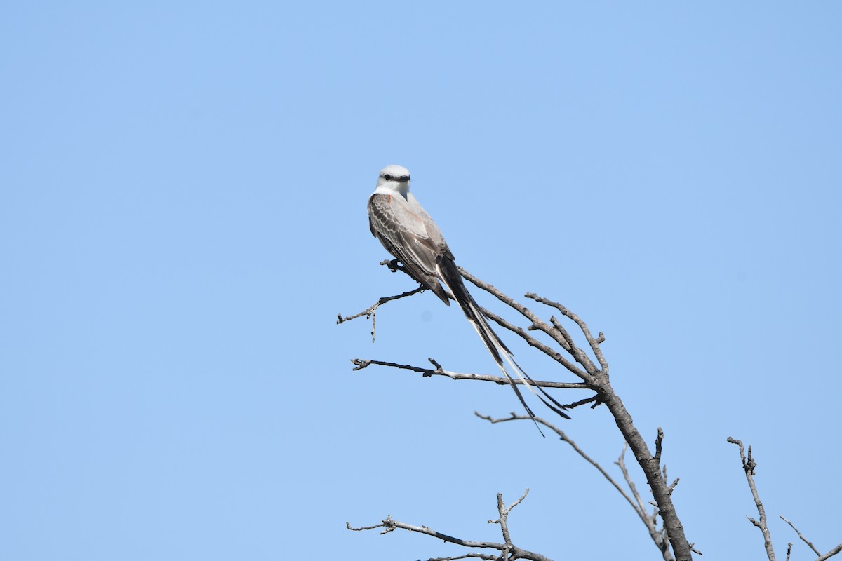 Scissor-tailed Flycatcher - ML634988168
