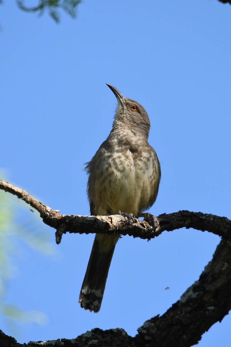 drozdec skvrnitoprsý - ML634988170