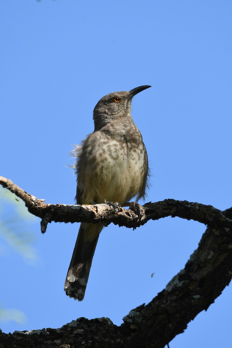 drozdec skvrnitoprsý - ML634988189