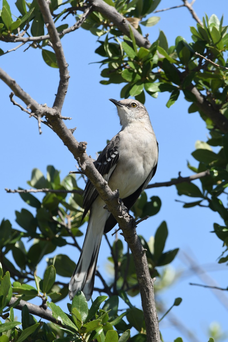 drozdec mnohohlasý - ML634988190