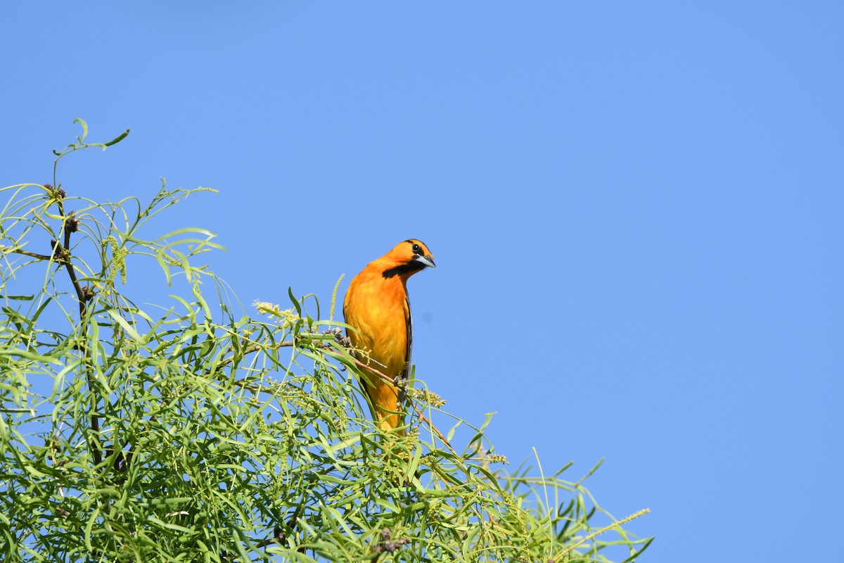 Bullock's Oriole - ML634988203