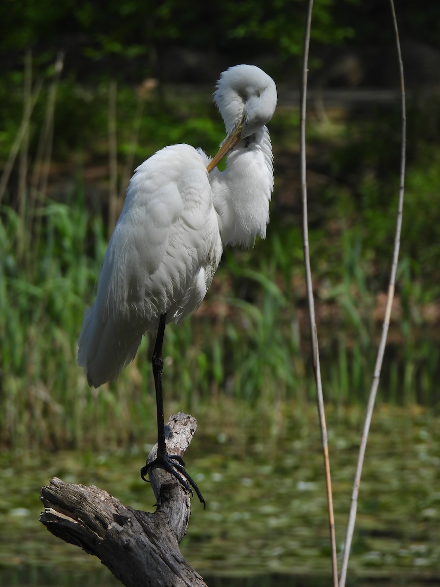 Great Egret - ML634988218