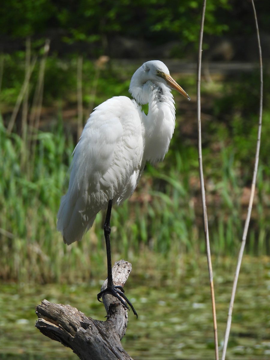 Great Egret - ML634988219