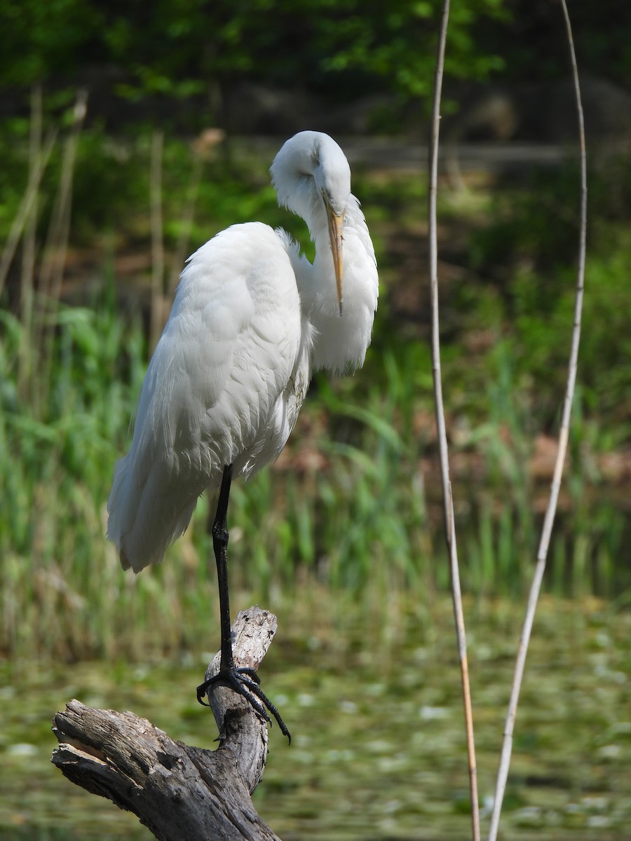 Great Egret - ML634988220