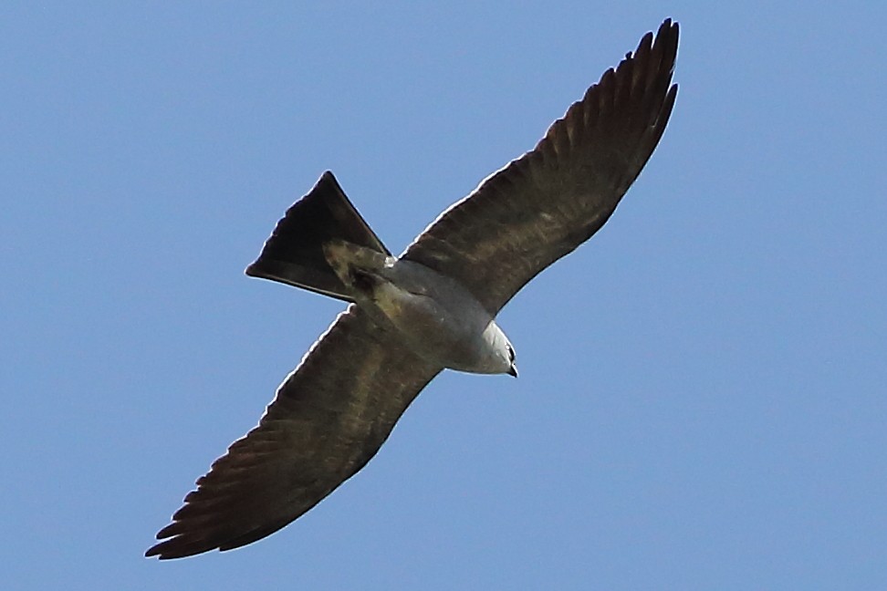 Mississippi Kite - ML634988269