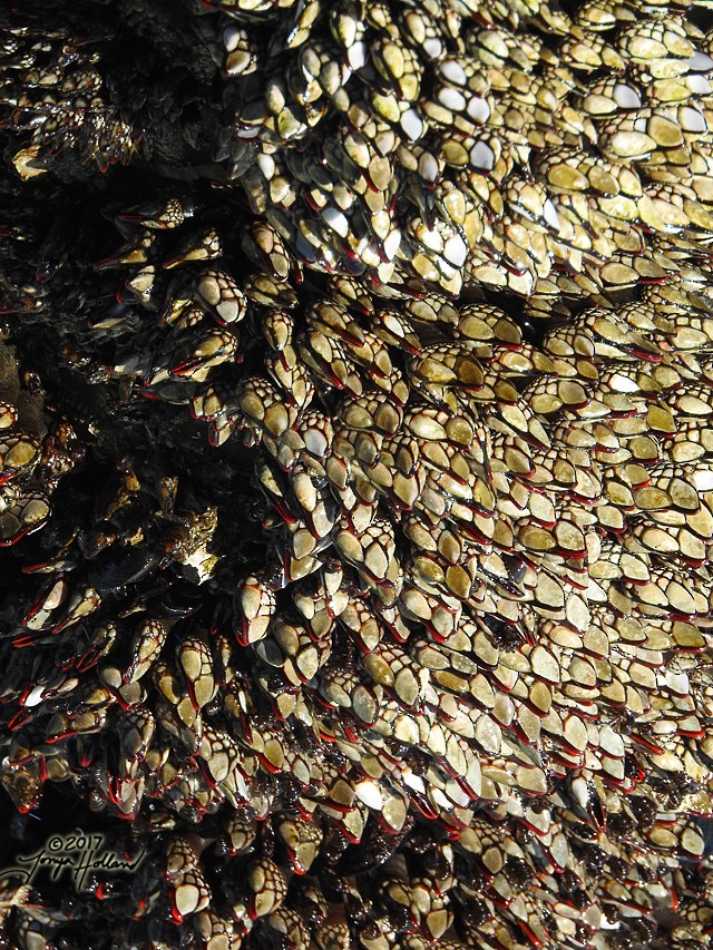 Mollusks - ML634988274