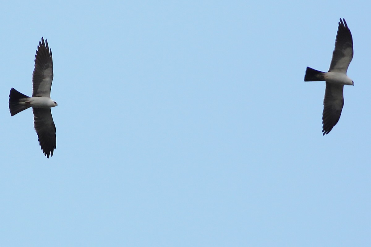 Mississippi Kite - ML634988280