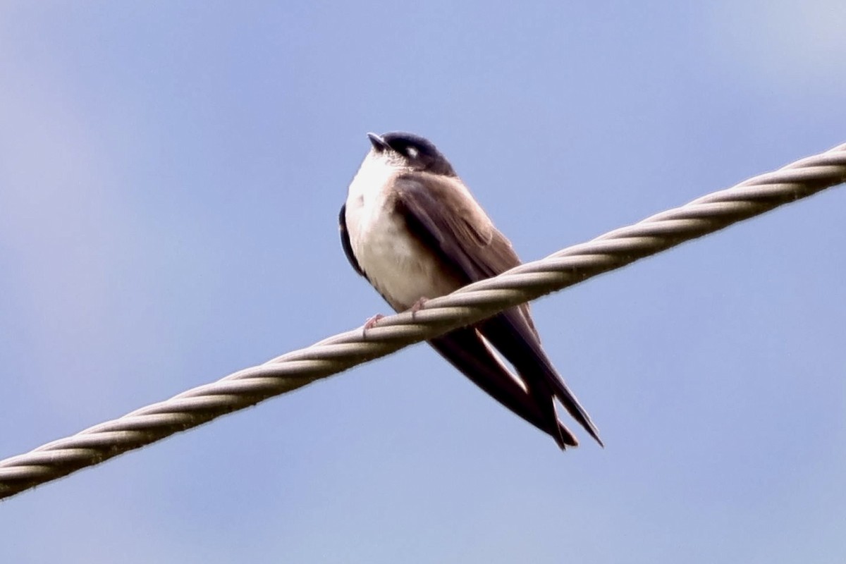Black-capped Swallow - ML634988314