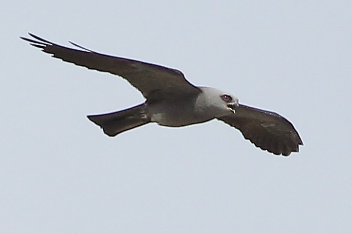 Mississippi Kite - ML634988320