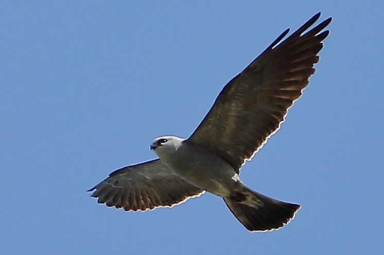 Mississippi Kite - ML634988353