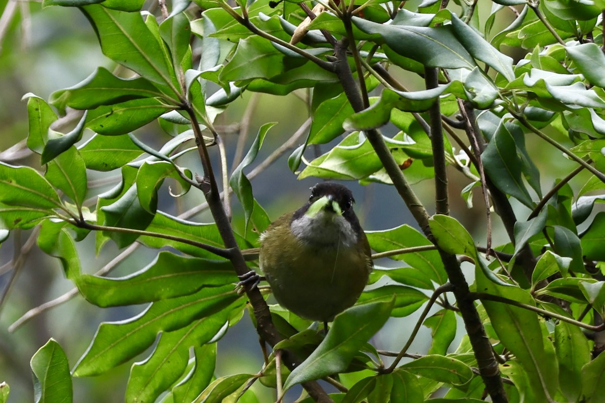 Common Chlorospingus - ML634988440