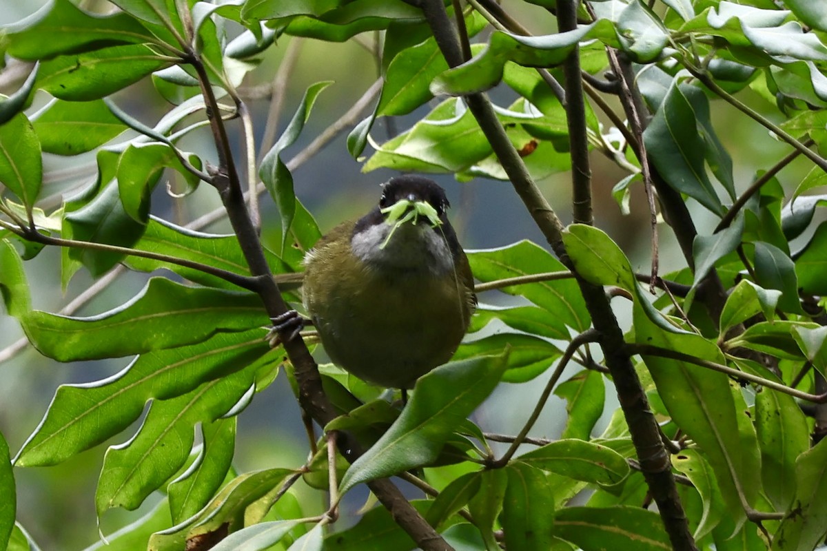 Common Chlorospingus - ML634988441